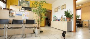 Visita veterinaria a domicilio a Verona